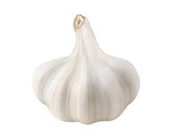 GARLIC