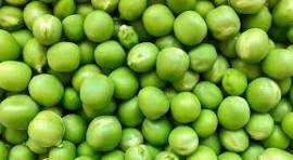 GREEN PEAS-Open